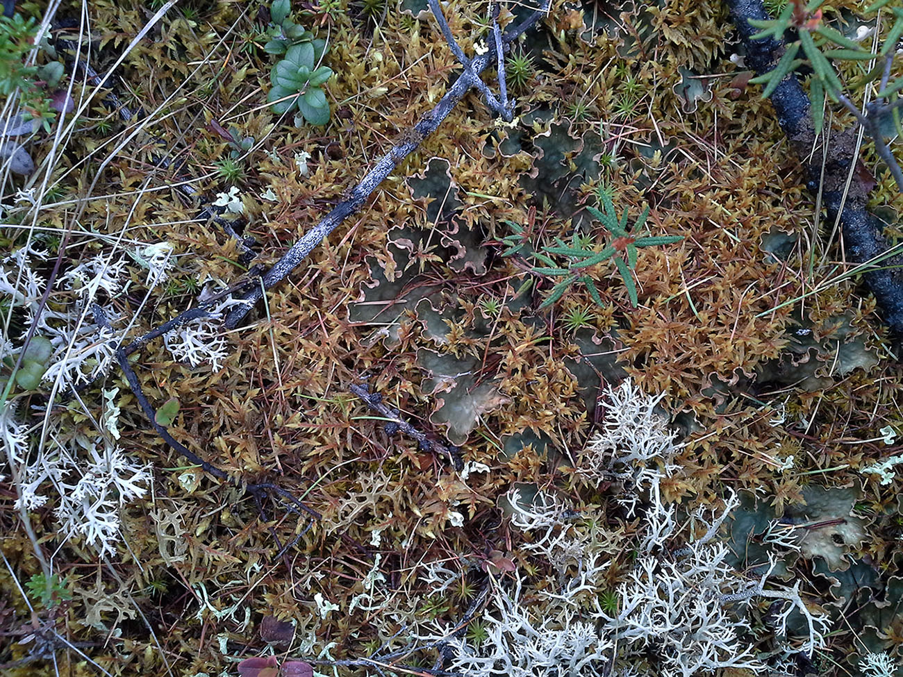 Image of genus Peltigera specimen.