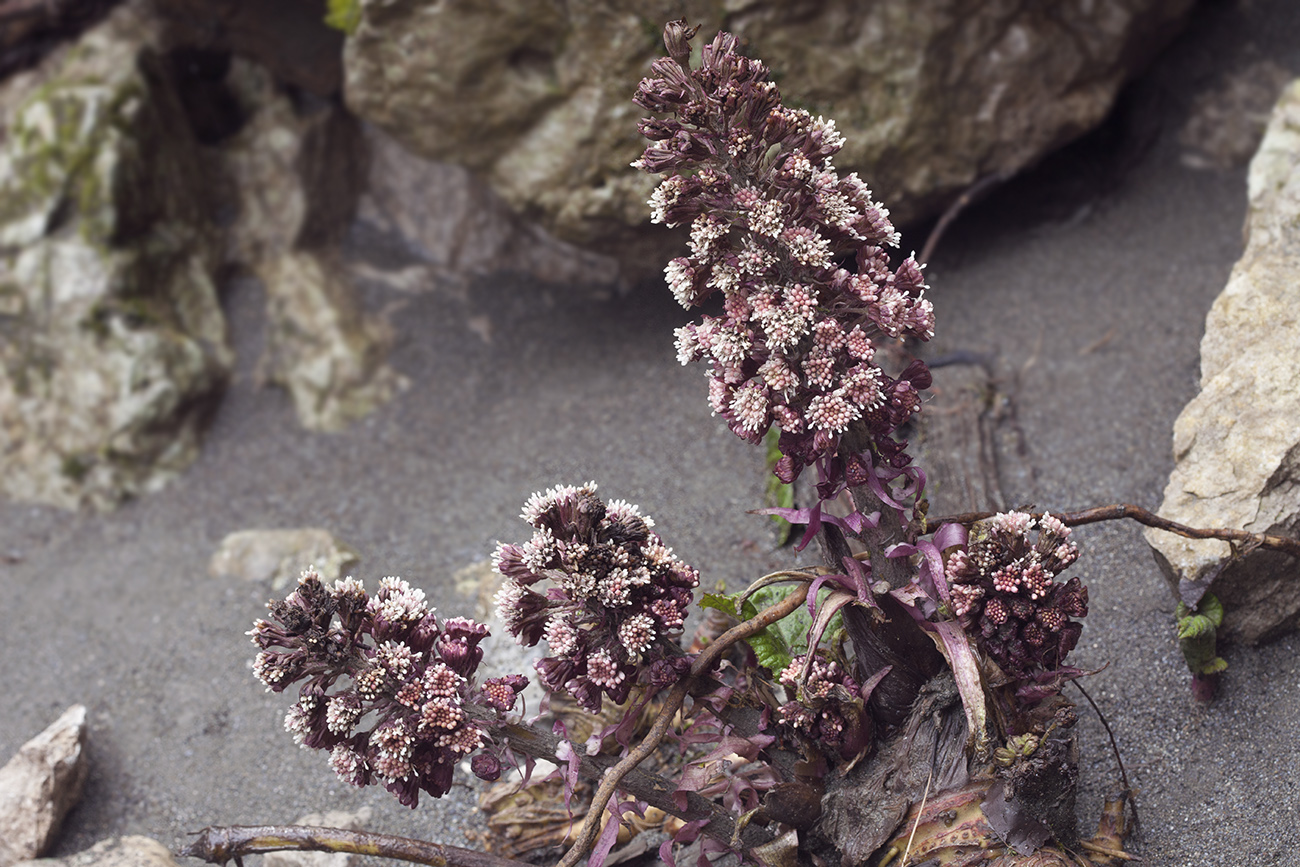 Image of Petasites hybridus specimen.