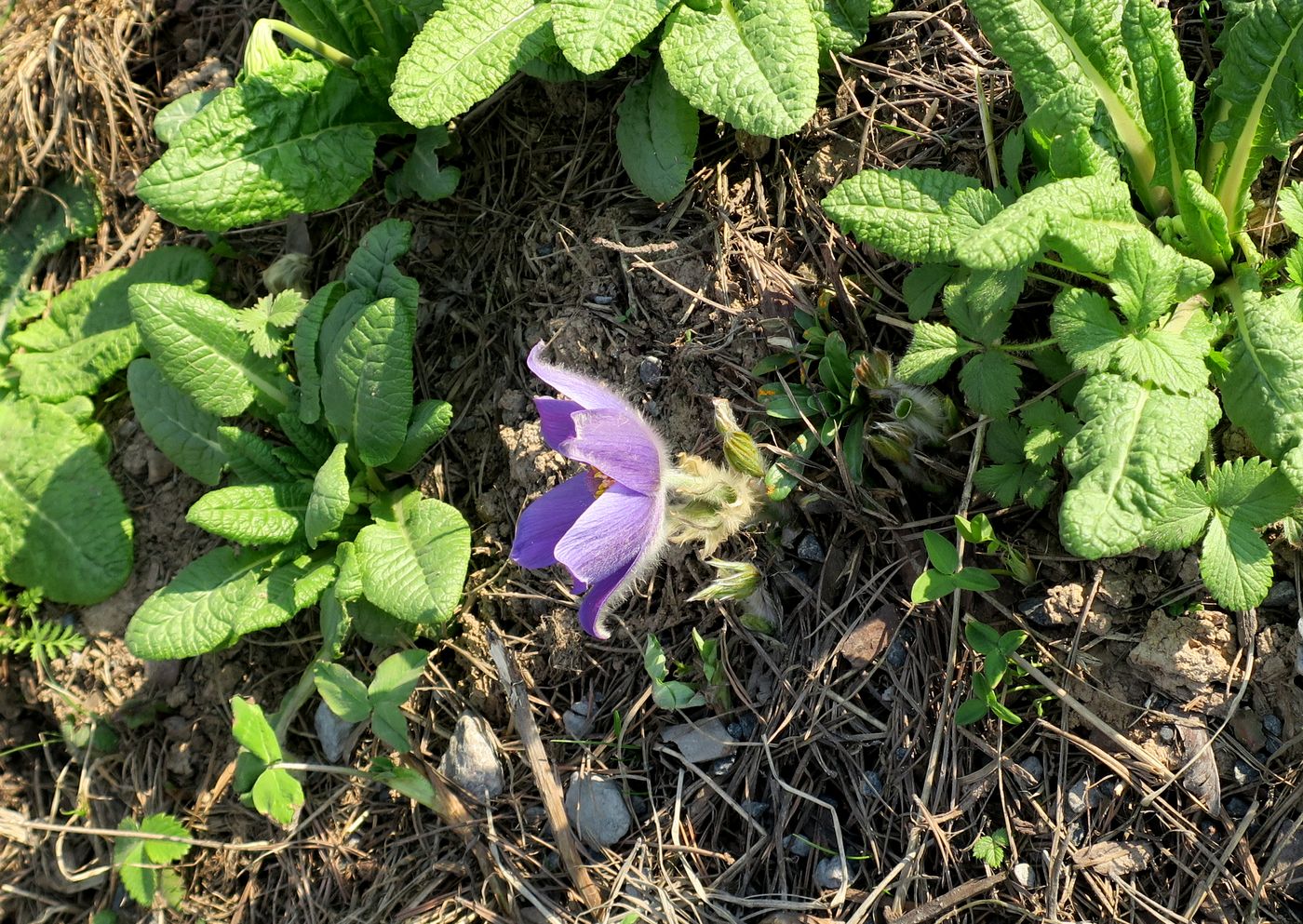 Изображение особи Pulsatilla patens.