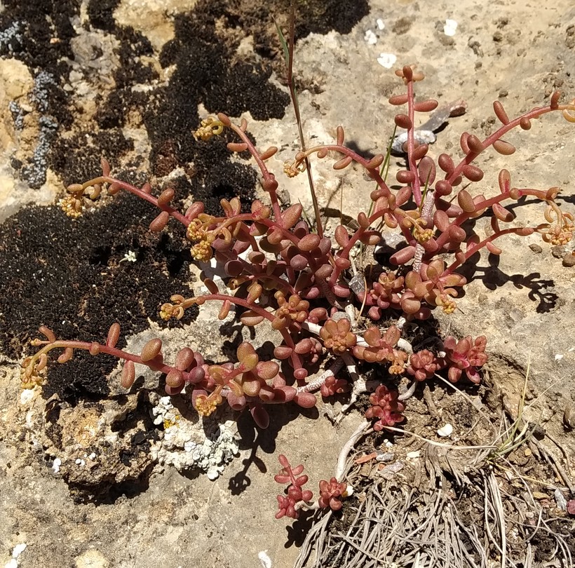 Image of Sedum album specimen.