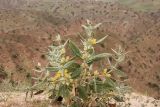 Phlomis bucharica