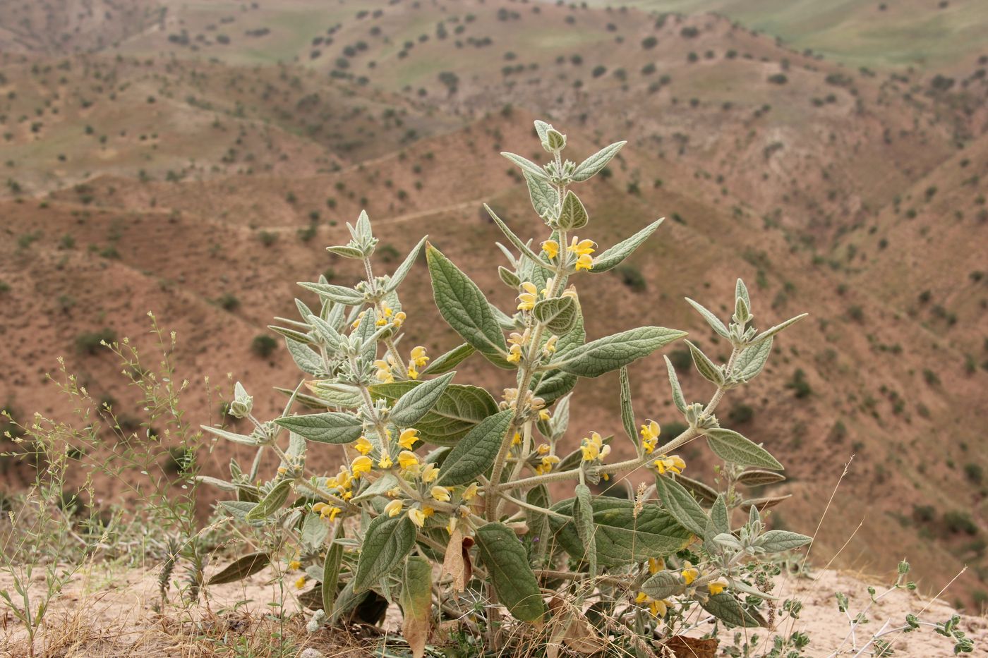 Изображение особи Phlomis bucharica.