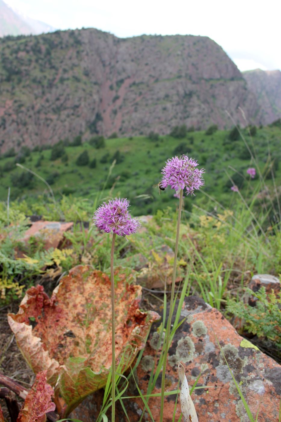 Image of Allium tschimganicum specimen.