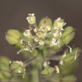 Lepidium campestre