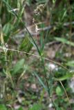 Dianthus hoeltzeri