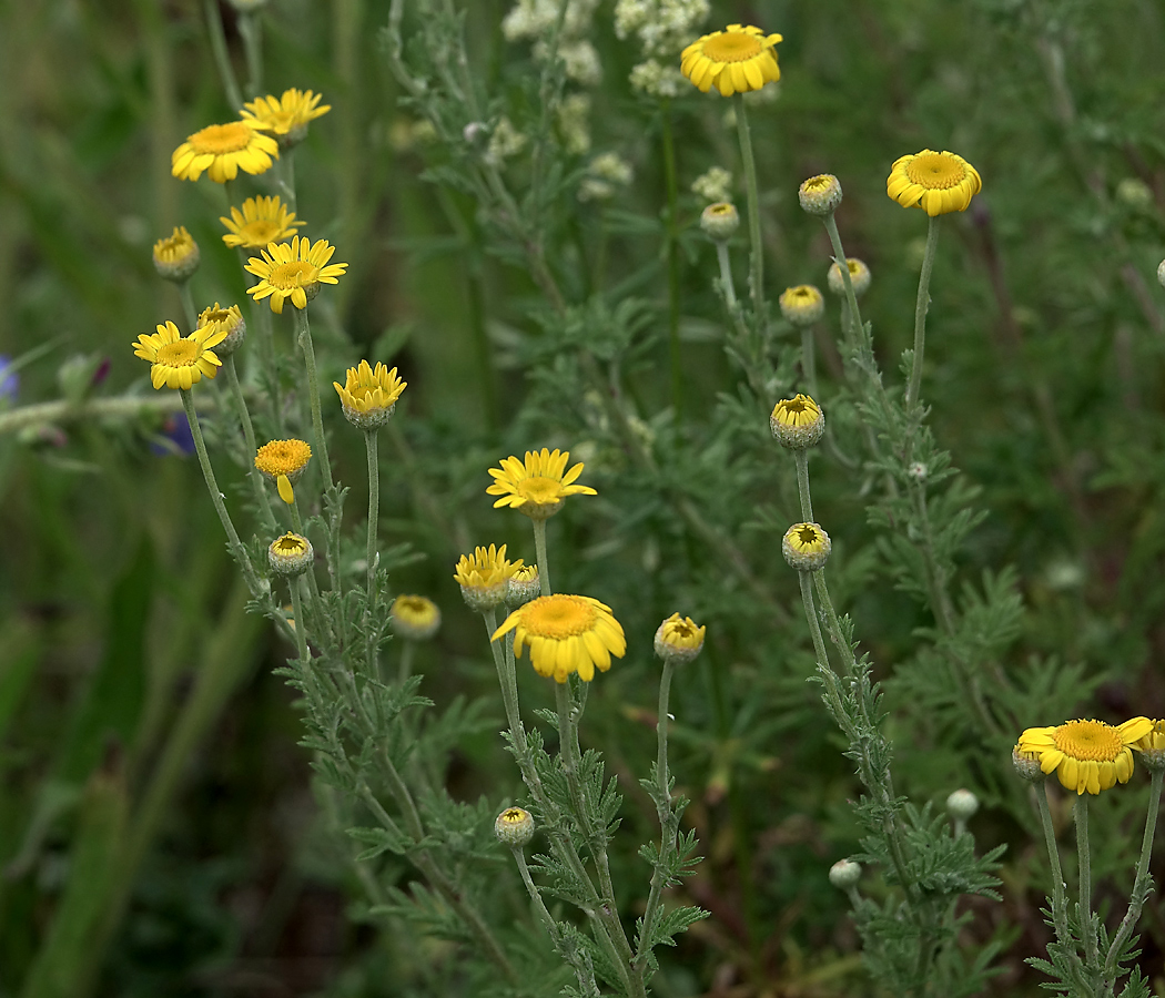 Изображение особи Anthemis tinctoria.