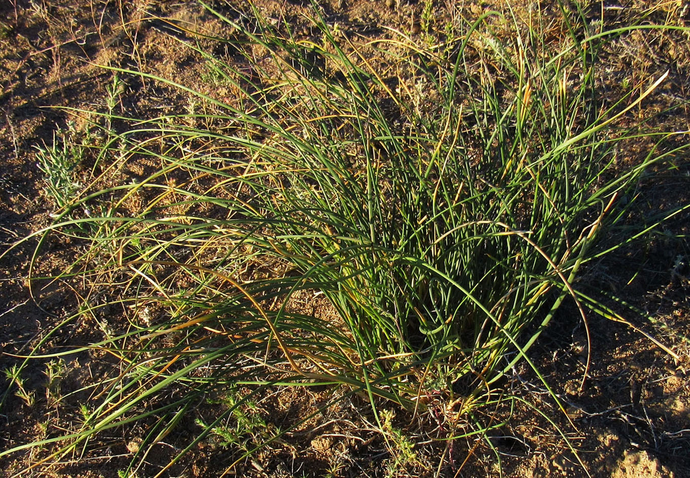 Image of Iris tenuifolia specimen.