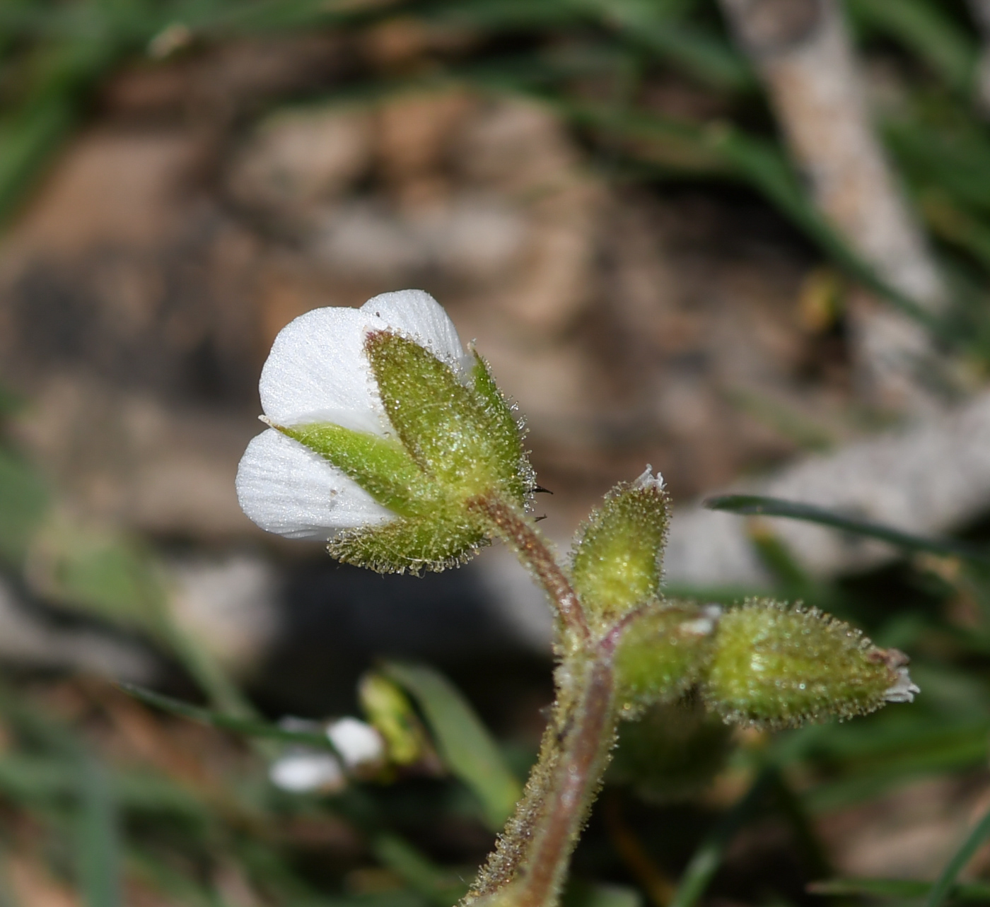 Image of Arabis aucheri specimen.