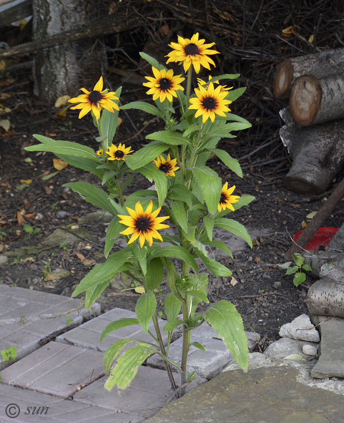 Image of Rudbeckia hirta specimen.