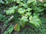 Podophyllum peltatum. Отмирающее растение. Волгоград, Ботсад ВГСПУ, в культуре. 24.07.2019.