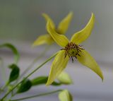 Clematis serratifolia. Цветок. Крым, Севастополь, в культуре. 07.09.2015.