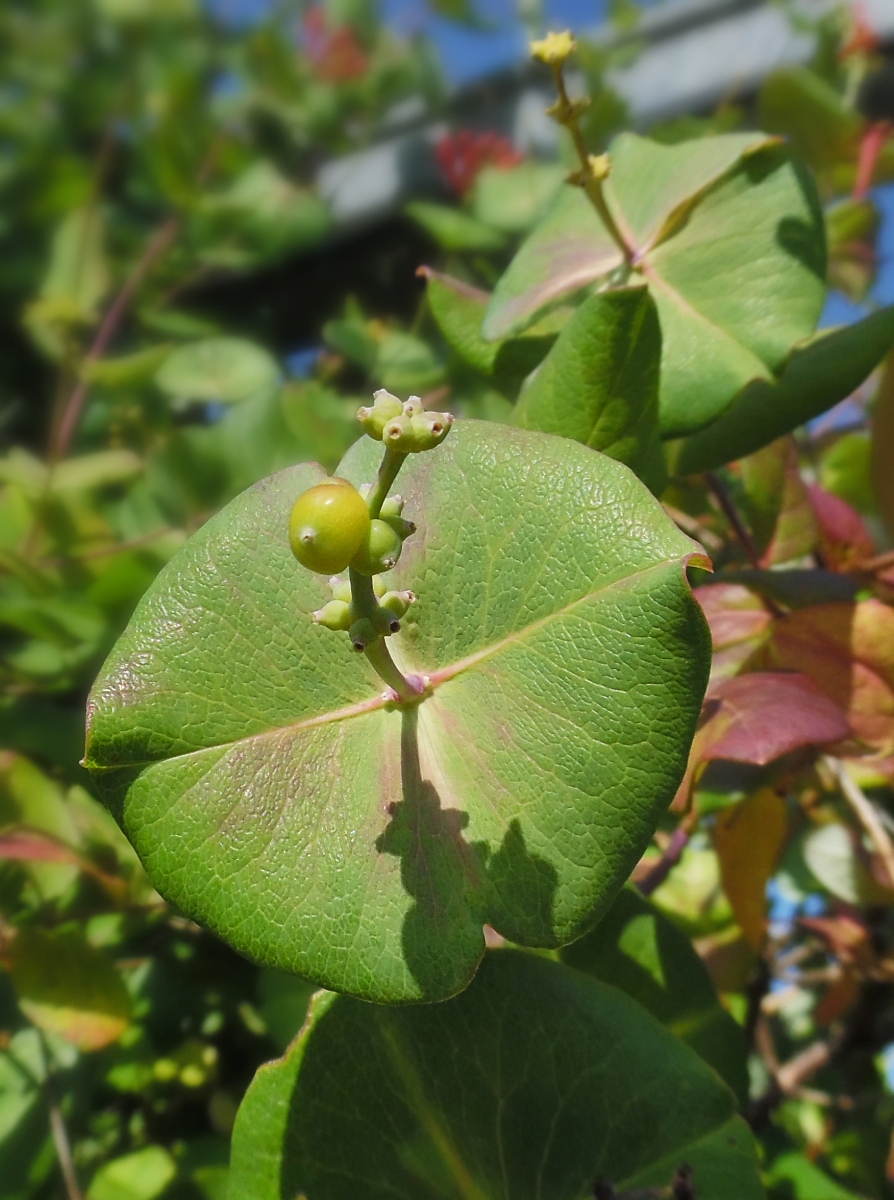 Image of Lonicera × brownii specimen.