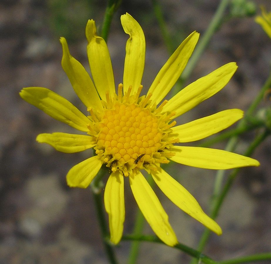 Image of Senecio borysthenicus specimen.