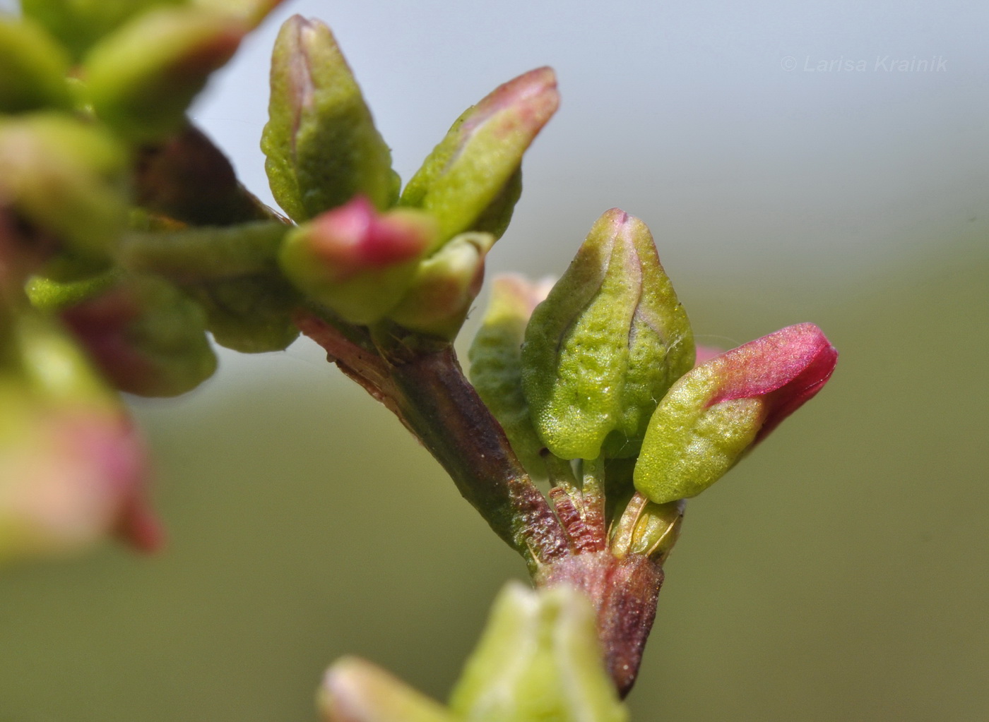 Image of Persicaria hydropiper specimen.