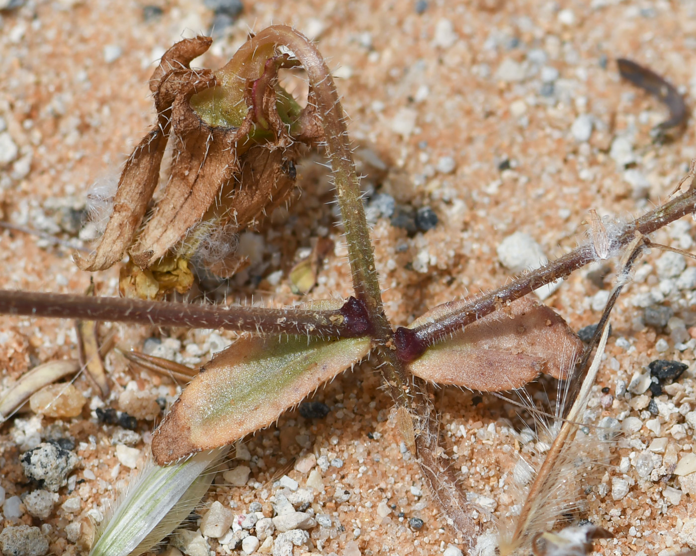 Image of Campanula sulphurea specimen.