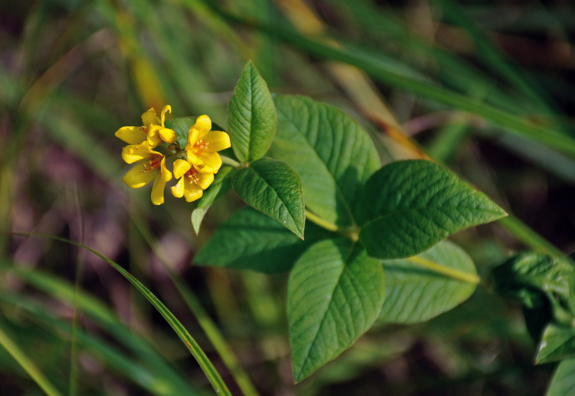 Изображение особи Lysimachia vulgaris.