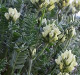 Oxytropis maydelliana. Верхушки растений. Берингово море, Карагинский зал., о. Верхотурова. 17.06.2019.