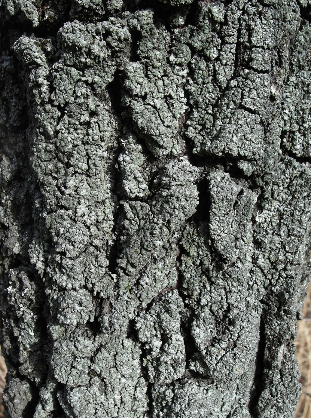 Image of Phaeophyscia orbicularis specimen.