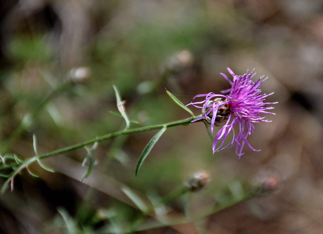 Изображение особи род Centaurea.