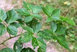 Rubus nessensis