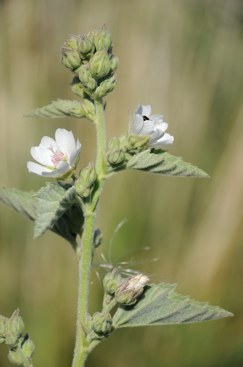 Image of Althaea officinalis specimen.