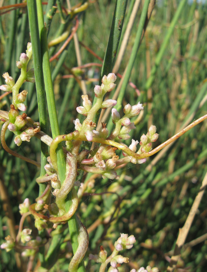 Image of Cuscuta monogyna specimen.