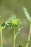 Grindelia squarrosa