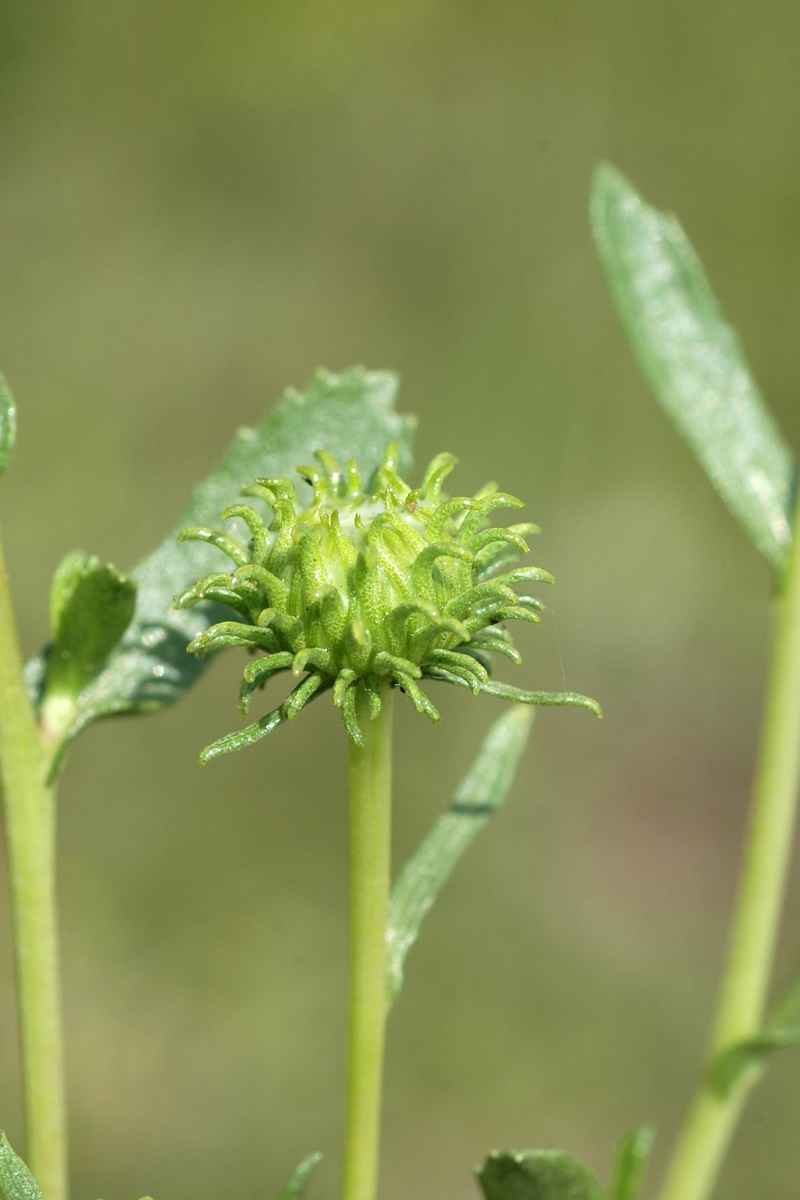 Изображение особи Grindelia squarrosa.