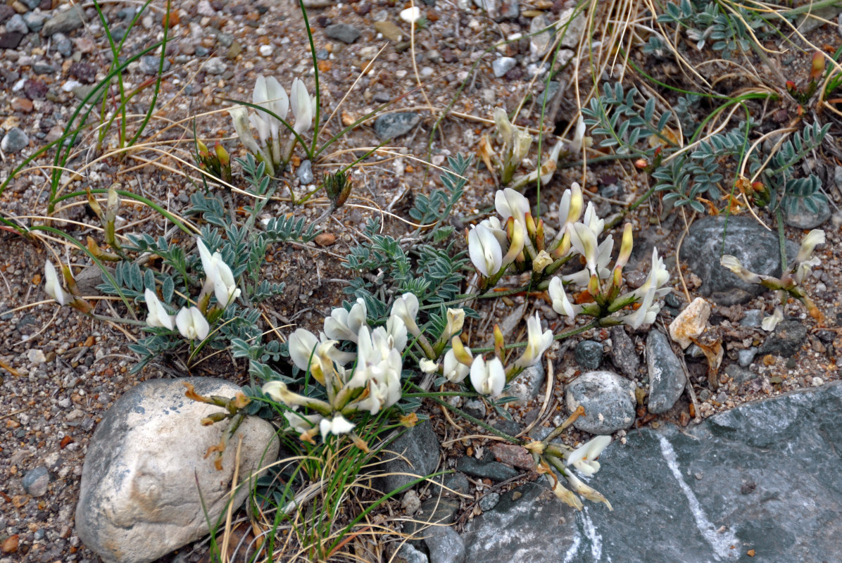 Image of Astragalus macroceras specimen.