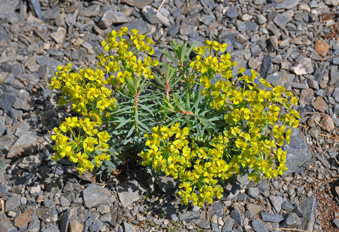 Изображение особи Euphorbia tshuiensis.