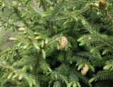 Picea schrenkiana. Веточки с молодыми побегами, единично пораженными ржавчинным грибом Chrysomixa deformans (Diet.) Jacz. Кыргызстан, Иссык-Кульская обл., Семёновское ущелье, на пологом склоне. 01.06.2019.