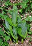 Veratrum lobelianum. Молодые растения. Алтай, Онгудайский р-н, Семинский перевал, ≈ 1700 м н.у.м., луг на опушке хвойного леса. 10.06.2019.