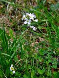 Cardamine pratensis. Верхушка цветущего растения. Новгородская обл., Старая Русса, курортный парк, сырой луг. 11.05.2019.