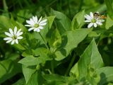 Myosoton aquaticum