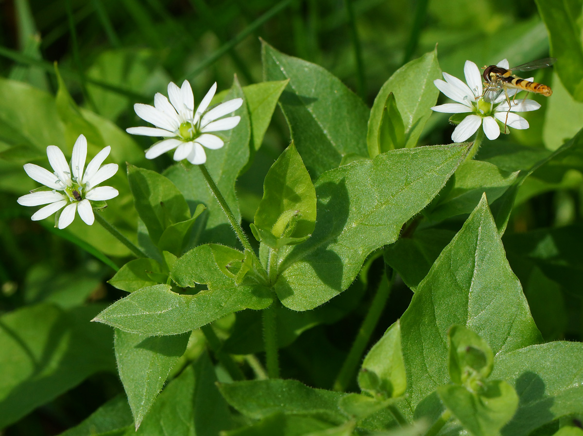 Изображение особи Myosoton aquaticum.