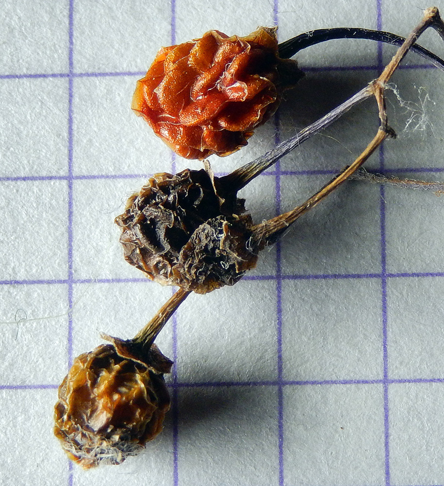 Image of Solanum persicum specimen.