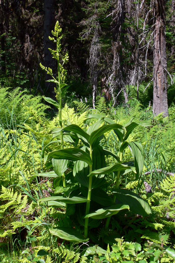 Изображение особи Veratrum lobelianum.