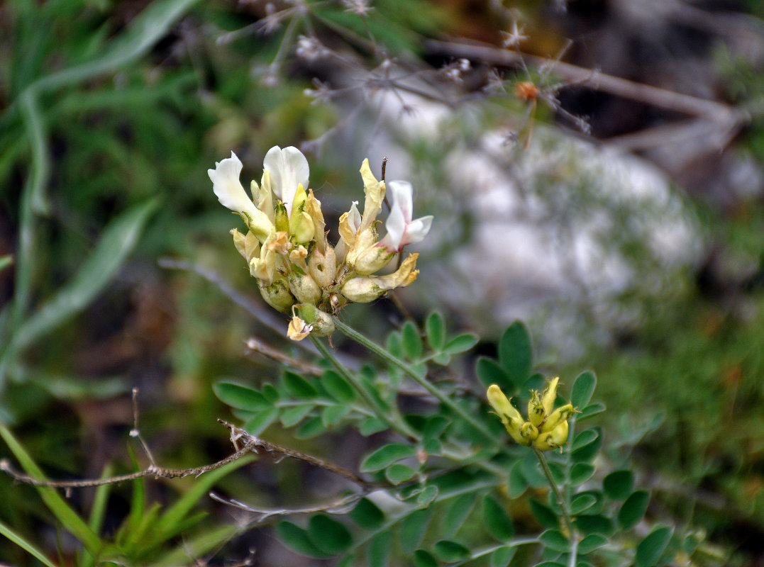 Image of Astragalus albicaulis specimen.