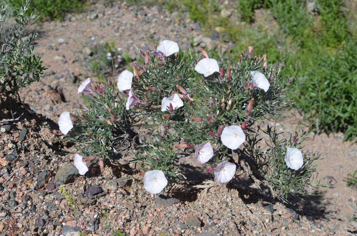 Изображение особи Convolvulus tragacanthoides.