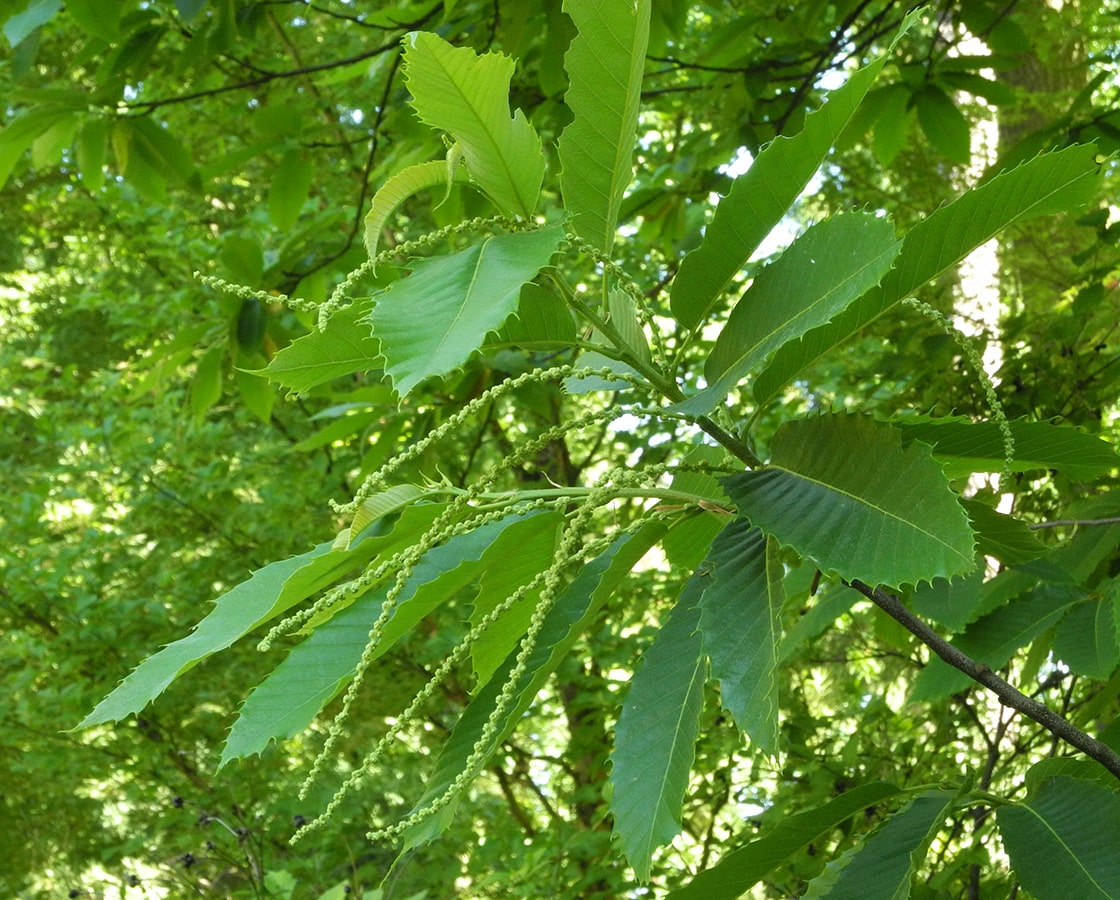 Image of Castanea sativa specimen.