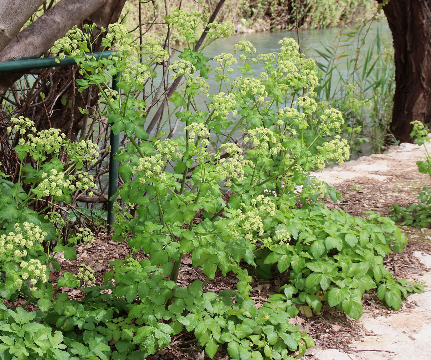 Изображение особи Smyrnium olusatrum.