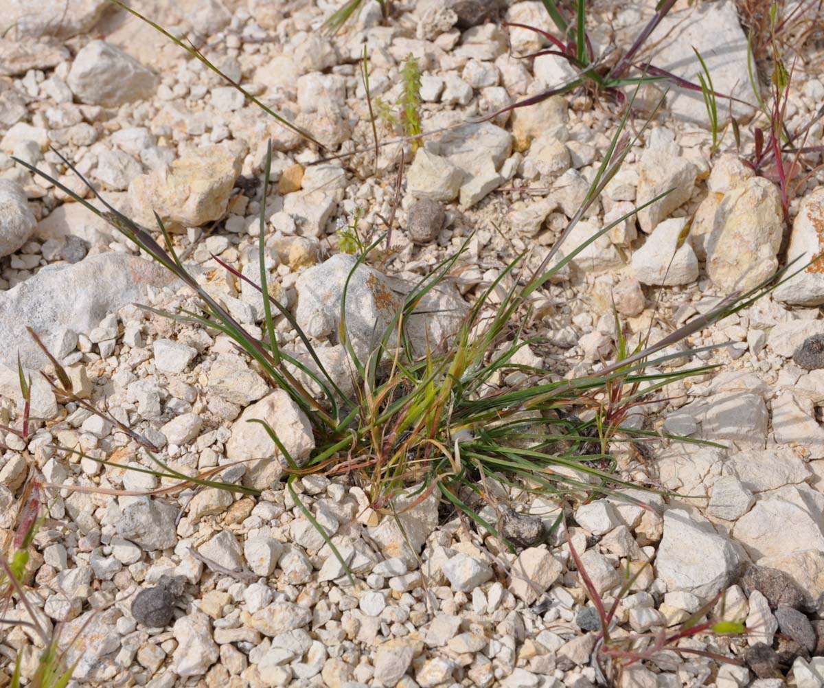 Image of Dactylis hispanica specimen.