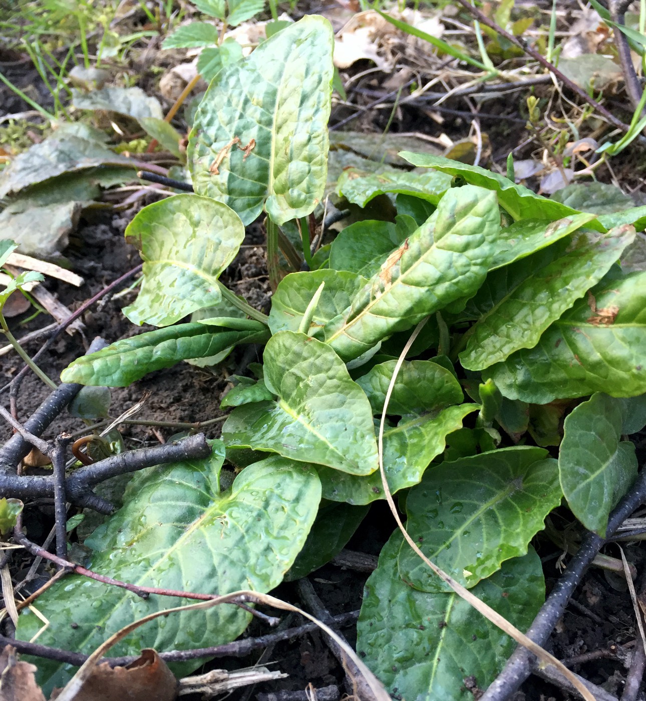 Image of Rumex obtusifolius specimen.