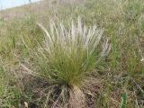 genus Stipa. Цветущее растение. Украина, Запорожский р-н, восточная часть Дурной балки, злаково-разнотравная степь. 01.05.2020.