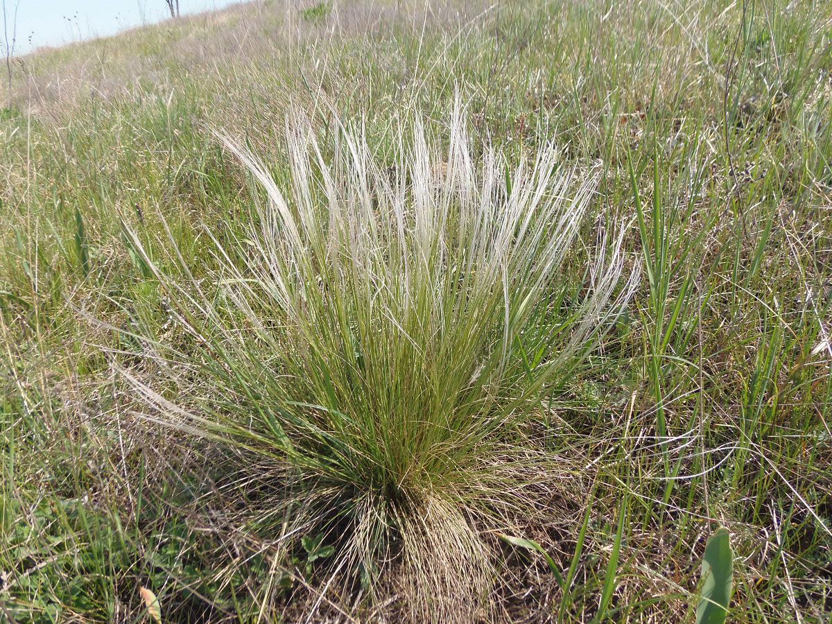 Изображение особи род Stipa.