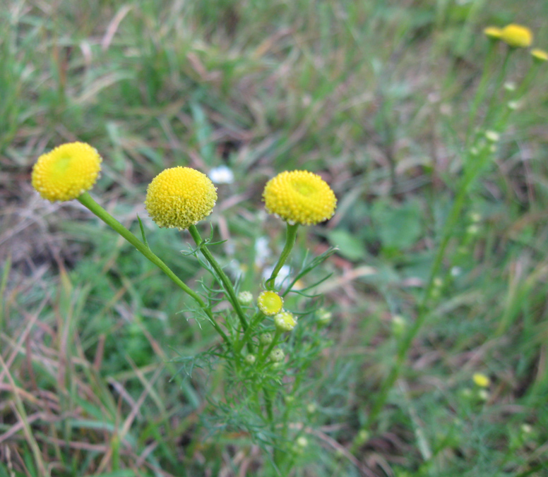 Изображение особи Tripleurospermum inodorum.