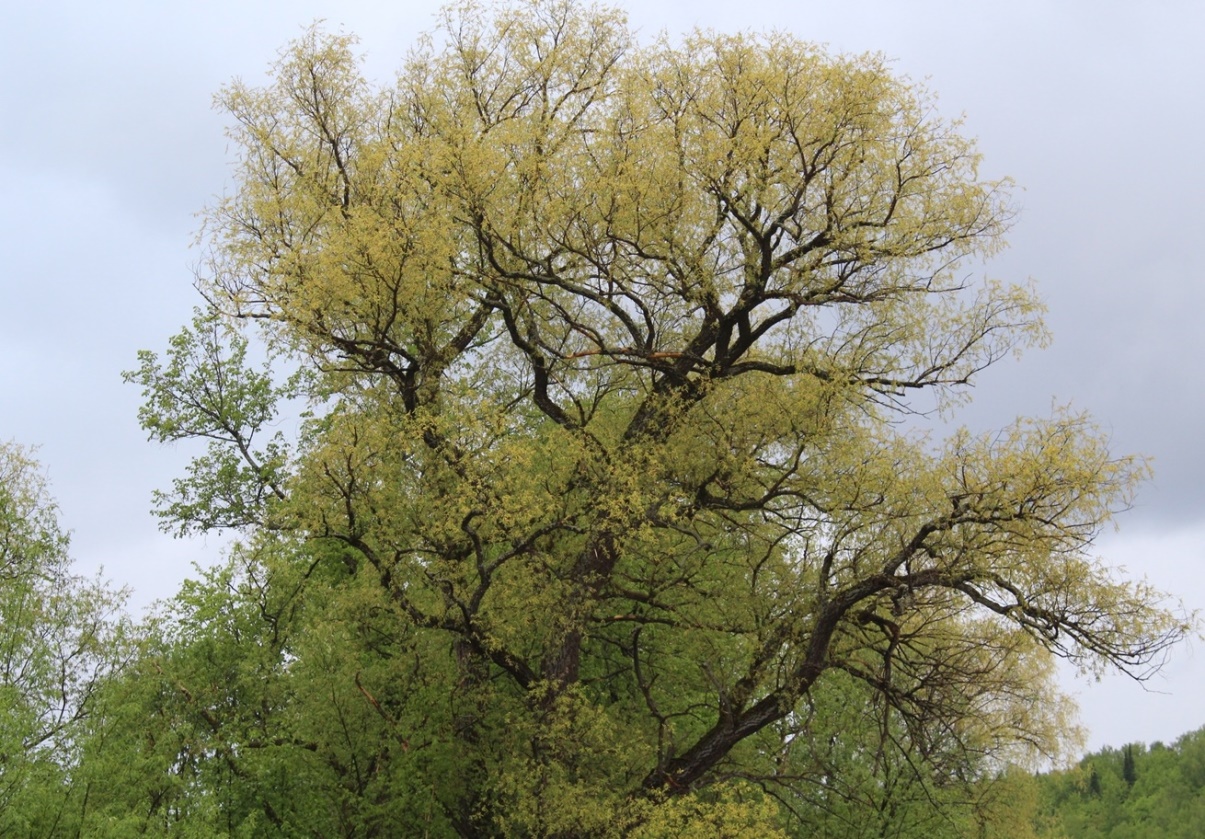 Изображение особи Salix alba.