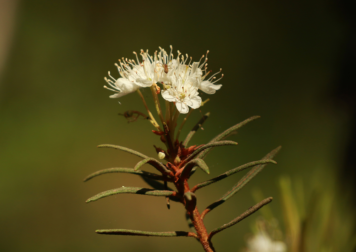 Image of Ledum palustre specimen.