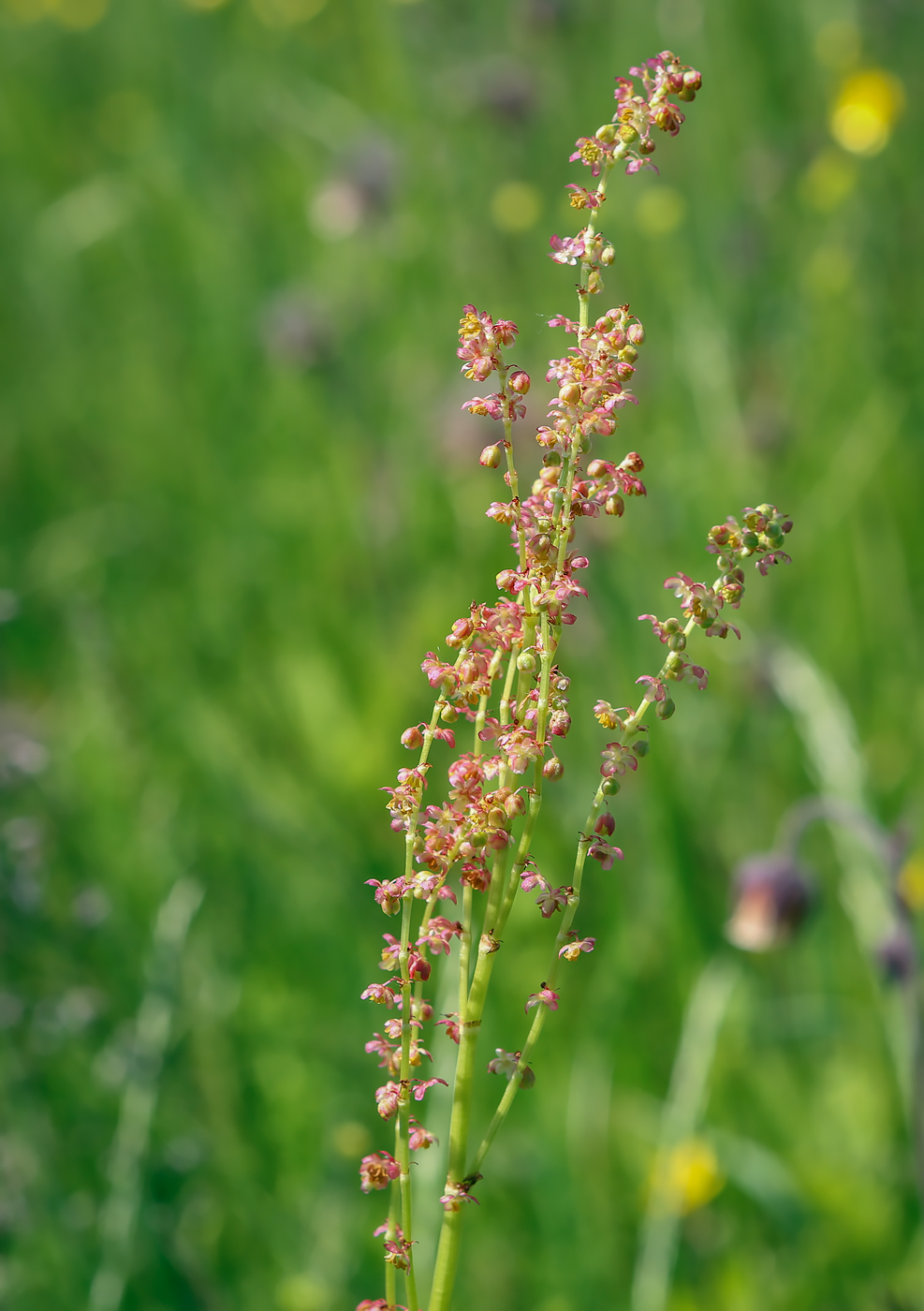 Image of Rumex acetosa specimen.