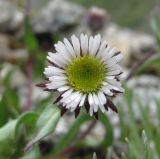 Erigeron uniflorus. Соцветие. Кабардино-Балкария, Эльбрусский р-н, долина р. Ирикчат, ок. 3100 м н.у.м., каменистое место. 06.07.2020.